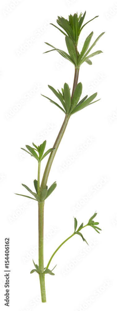 Fototapeta premium Hedge bedstraw, Galium album plant isolated on white background
