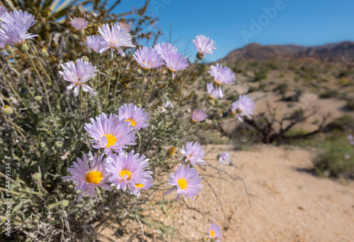 Blooms of Mojave Aster in California Desert