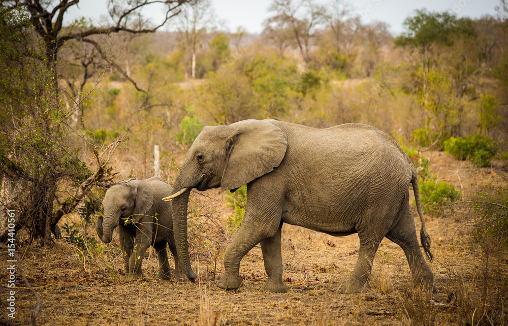 Fototapeta premium Elephant Family, South Africa