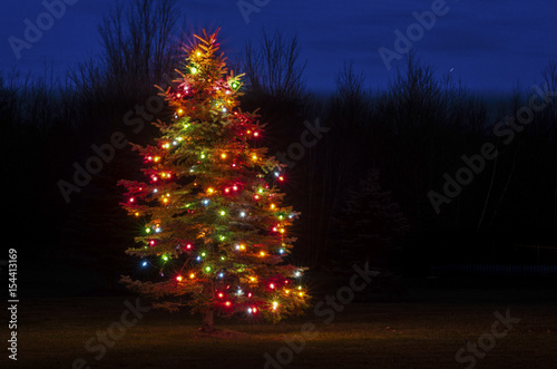 lighted tree in the yard
