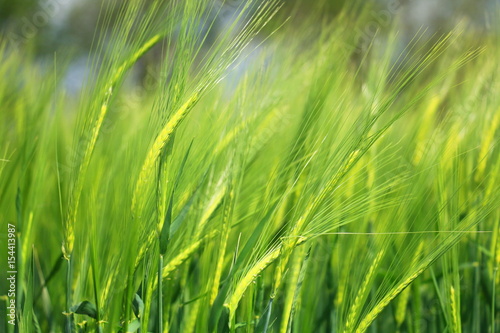 green wheat closeup © Željko Radojko