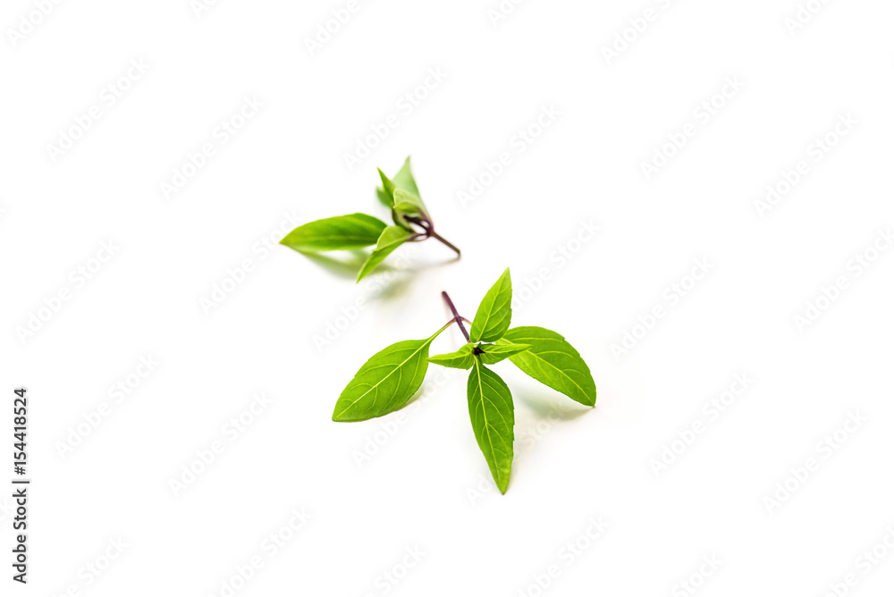 Fresh branch with leaves of organic thai basil seen from above isolated on a white background with focal blur