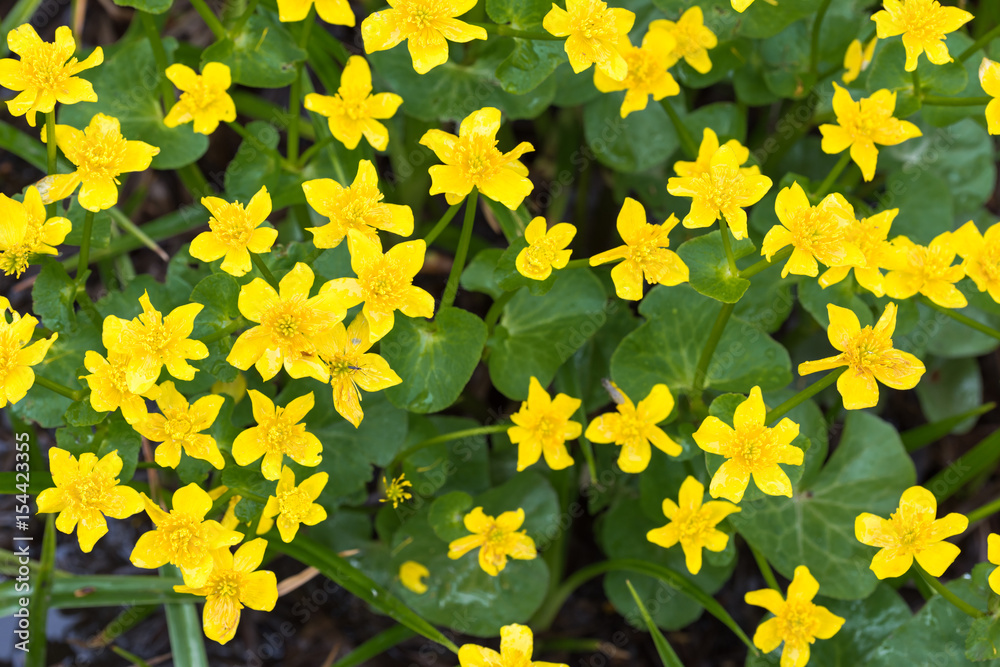 Fototapeta premium Spring blooming yellow flower caltha