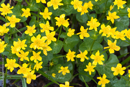 Spring blooming yellow flower caltha