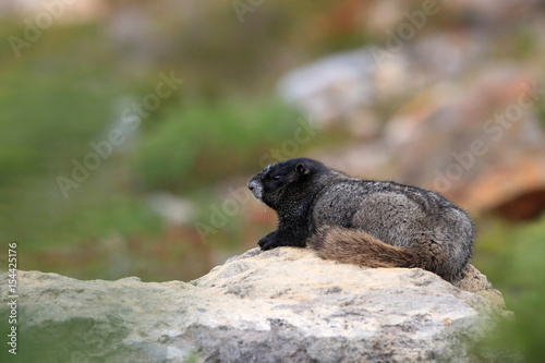 Hoary Marmot at Mount Rainier National Park Washington photo