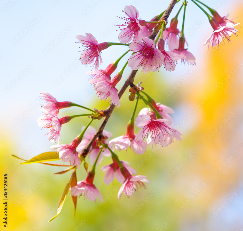 Obraz premium Wild Himalayan Cherry