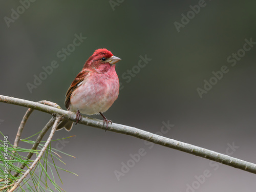 Purple Finch