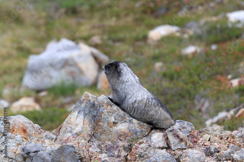 Hoary Marmot at Mount Rainier National Park Washington photo