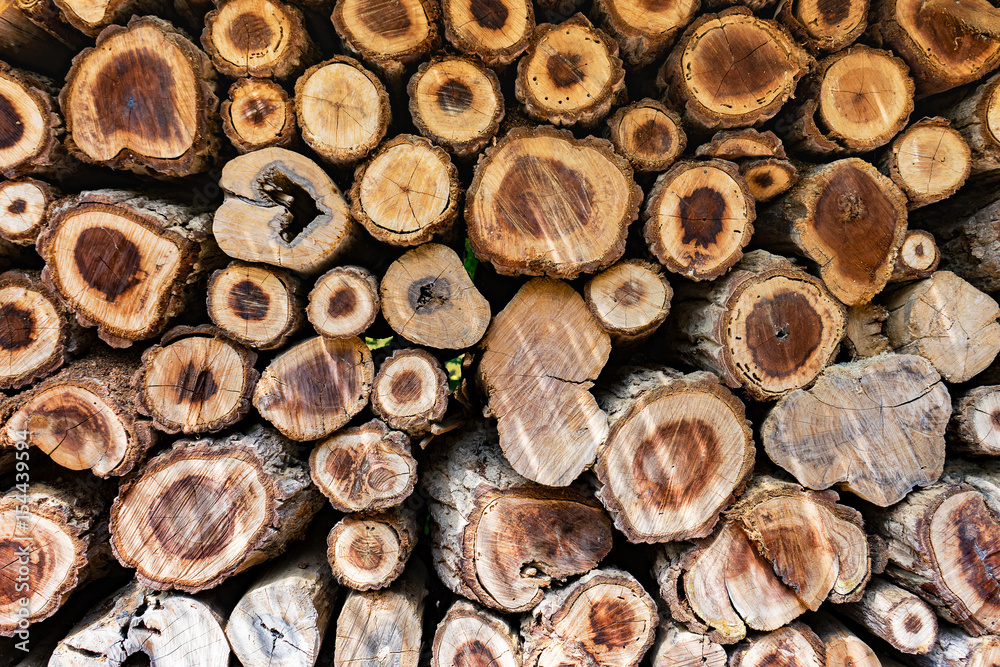 Cross Sectional Wooden Background,Different sections of the tree.Pile of chopped fire wood prepared for winterCutting wood is arrange to be the natural wall at farm in Thailand,selective focus Cross Sectional Wooden Background,Different sections of the tree.Pile of chopped fire wood prepared for winterCutting wood is arrange to be the natural wall at farm in Thailand,selective focus