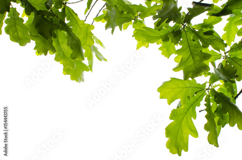 Background of oak leaves on white isolated background