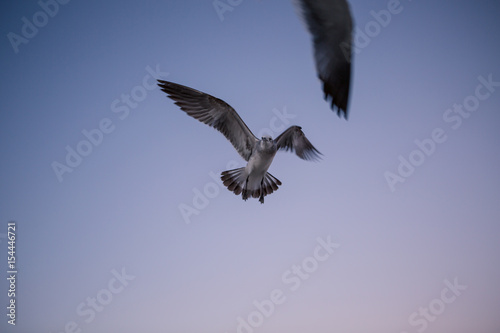 Seagull flying in the sunset blue purple sky above the Atlantic ocean. Miami Beach. Florida. USA