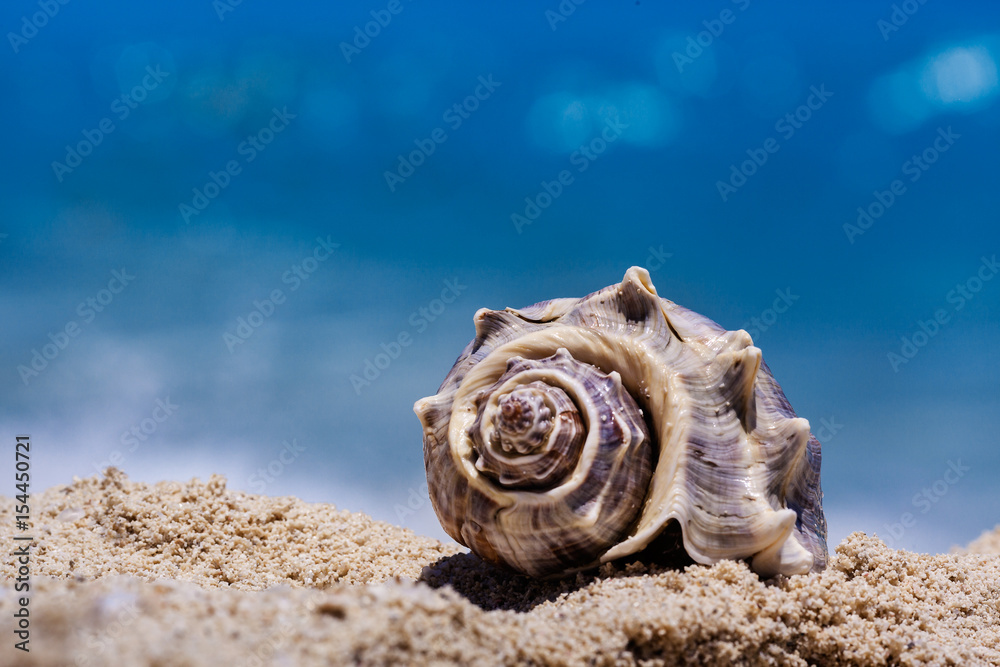 Sea shell with sand as background on the seashore of Cancun, Mexico