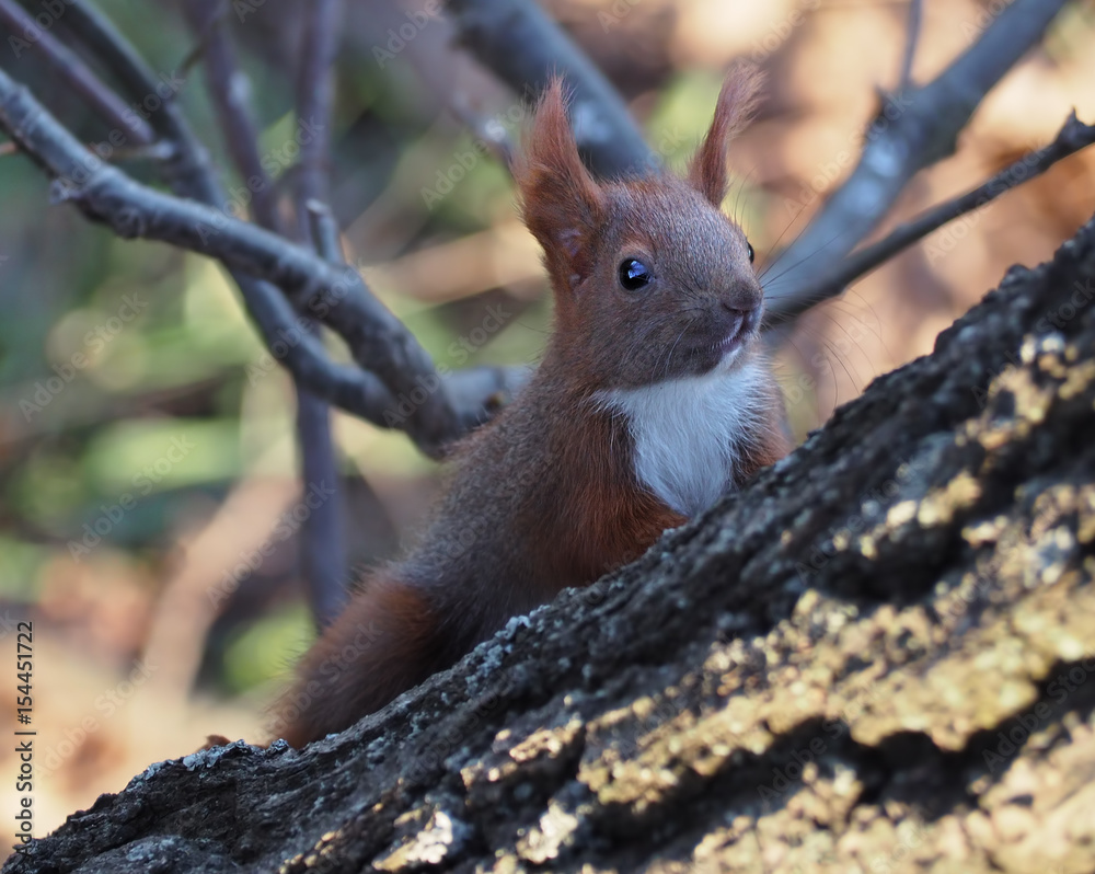 Fototapeta premium Squirrel red cute at the tree climbing up side view