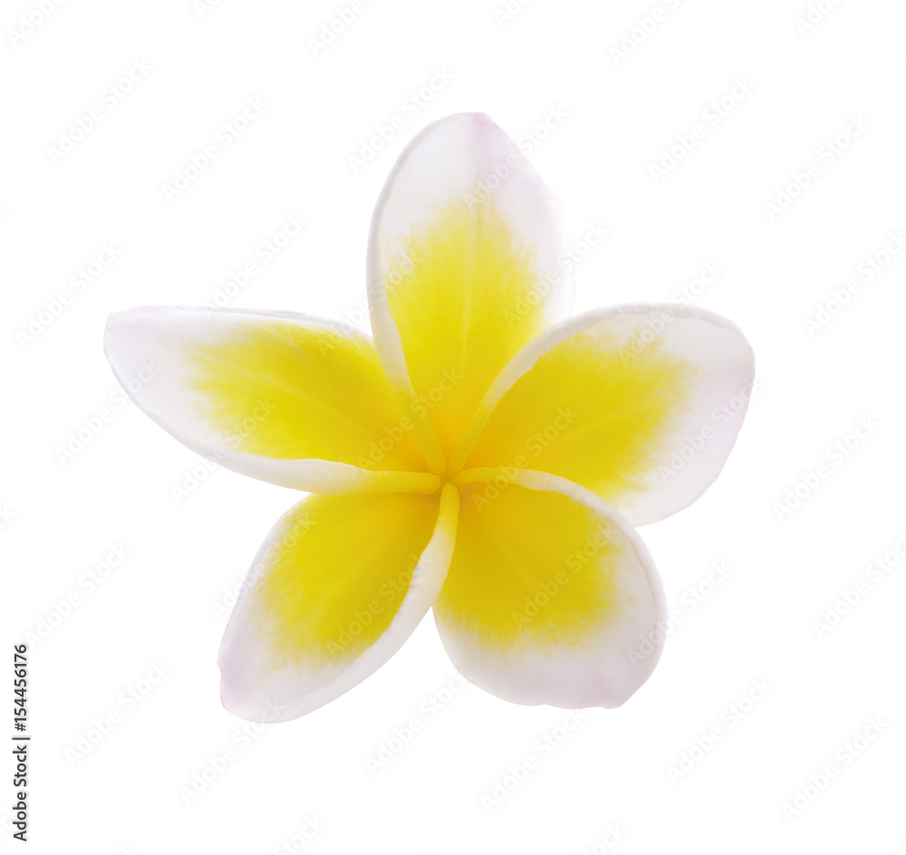 Fototapeta premium Plumeria flowers isolated on white background