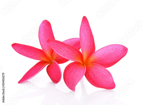 Plumeria flowers isolated on white background