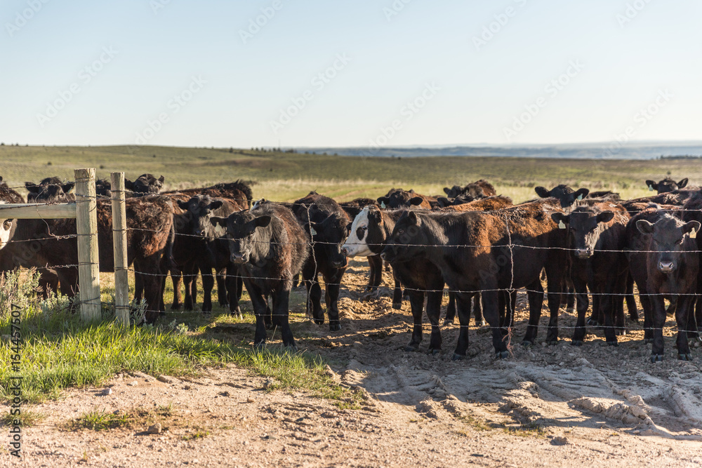 Obraz premium Cows Gathered Near Fence