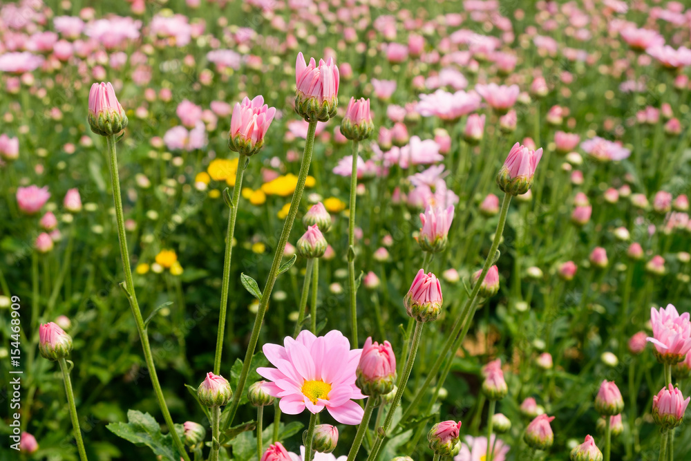 baby pink cosmos flowers in the field background baby pink cosmos flowers in the field background