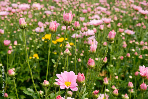 baby pink cosmos flowers in the field background