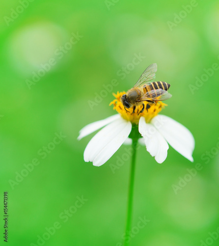 bee on wild flower pollens with green background.