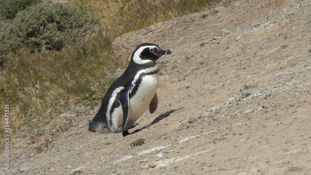 Naklejka premium Magellanic penguin walking and climbing