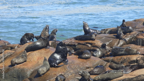 Sea lions sun bathing in Cabo Polonio, Uruguay © Yuri