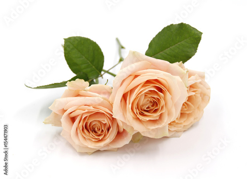 Roses   flower with leaves - Salmon pastel color - Background isolated white