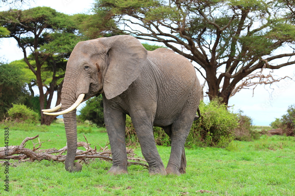 Fototapeta premium Elephant close up