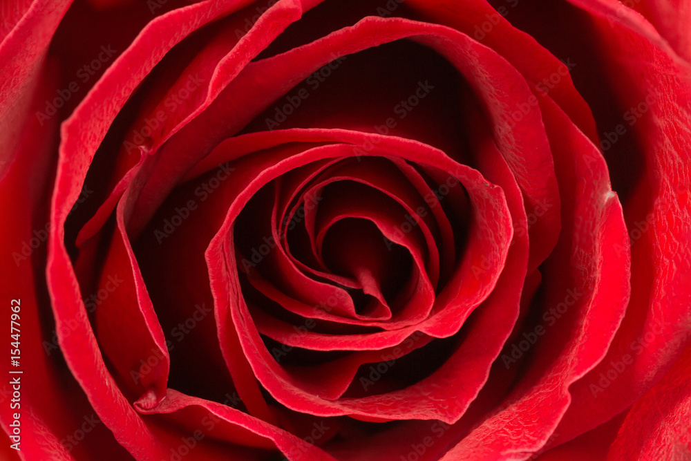 beautiful close up red rose beautiful close up red rose