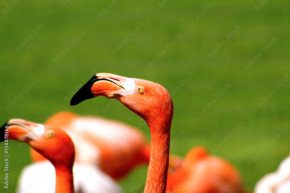 Fototapeta premium Flamingo
