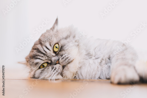 Cute Persian cat or Chinchilla cat lying on the wooden table.