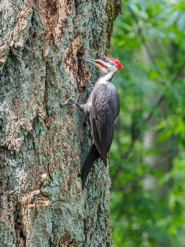The pileated woodpecker (Dryocopus pileatus) is pecking at the tree