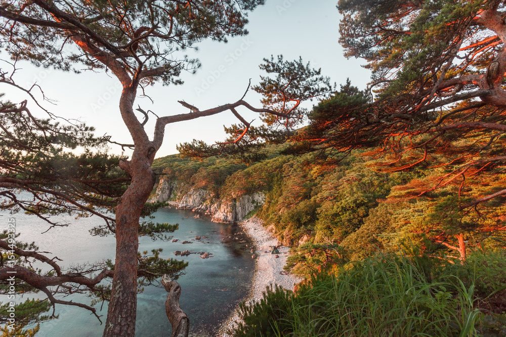 Pine trees over sea coast