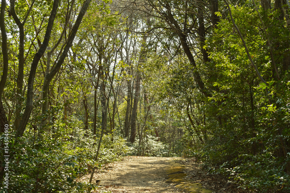 Obraz premium 朝の散歩道