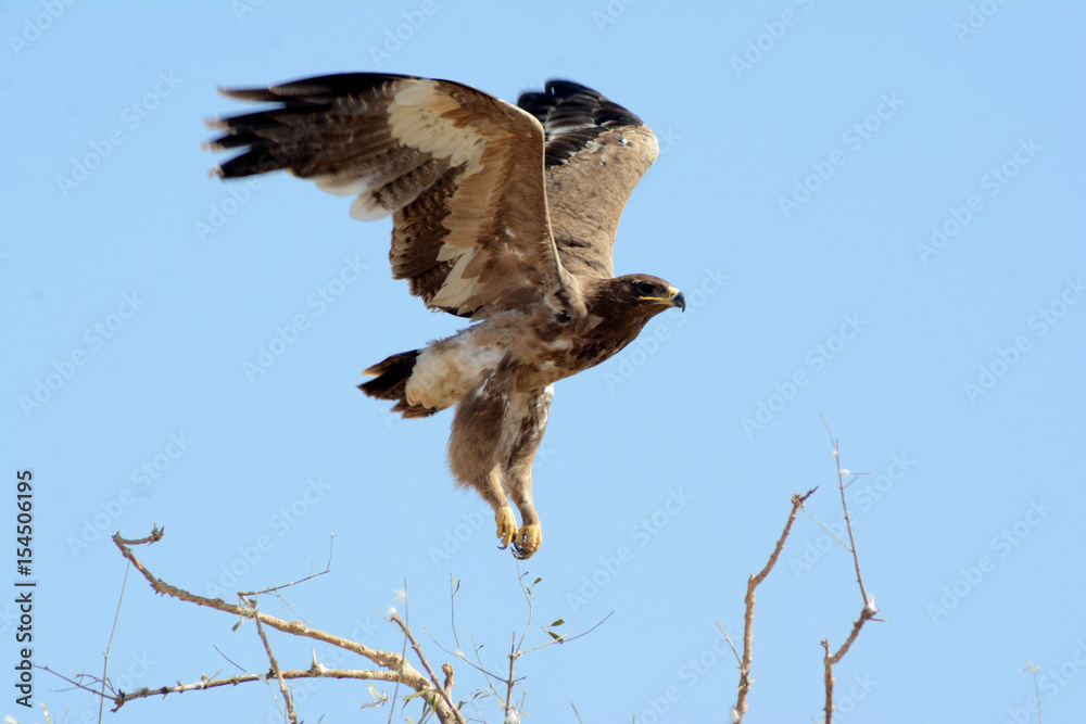 Fototapeta premium The steppe eagle (Aquila nipalensis) 