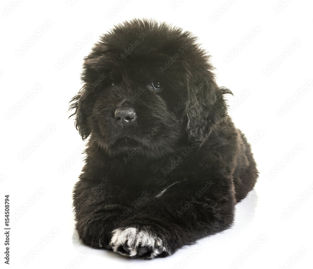 Fototapeta premium puppy newfoundland dog