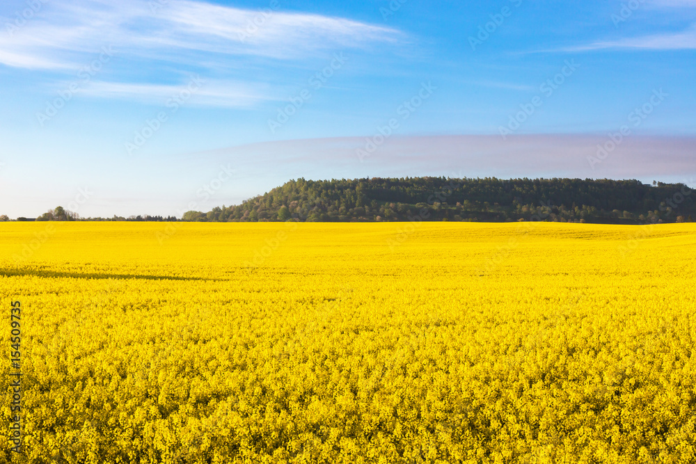 Obraz premium Flowering rape fields in rural landscape