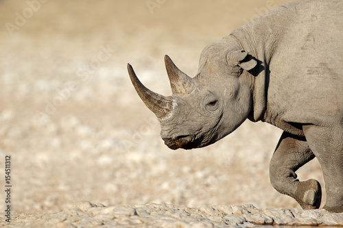 Portrait of a black rhinoceros  Diceros bicornis   Etosha National Park  Namibia.