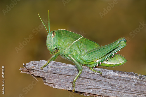 Nymph of a garden locust (Acanthacris ruficornis) on a branch, South Africa.