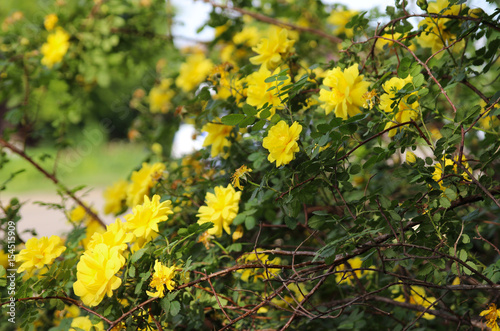 Yellow roses in the summer garden