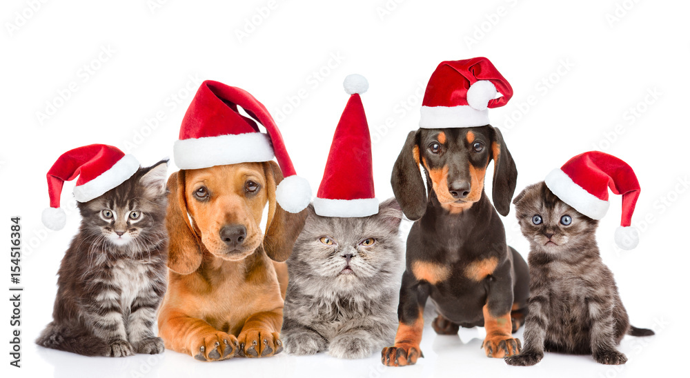 Group of cats and dogs in christmas hats sitting in a row. isolated on ...
