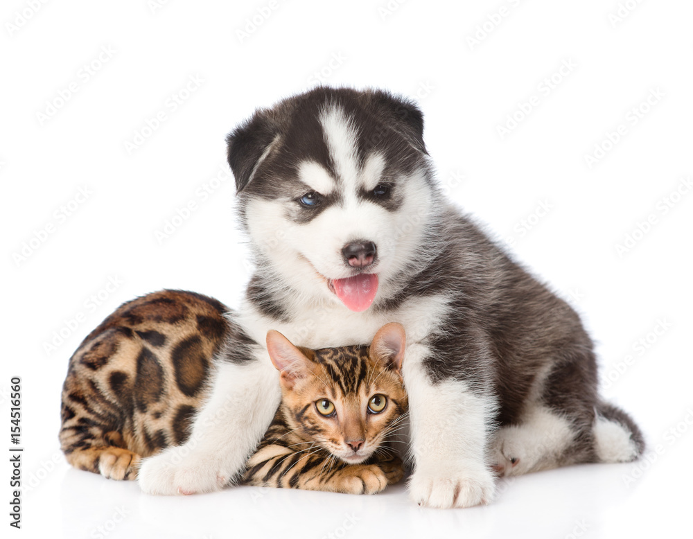 Puppy hugging a kitten. isolated on white background