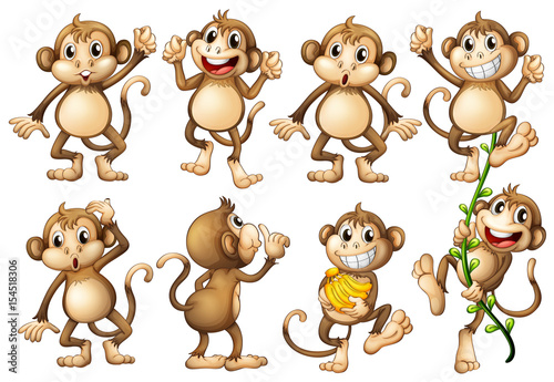 Brown monkeys in different actions