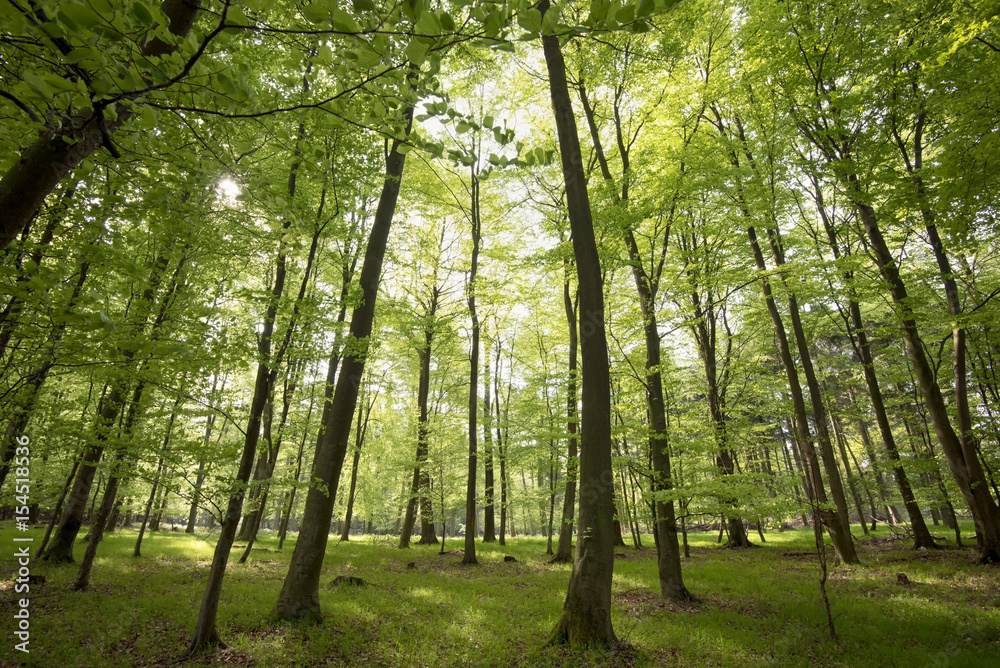 Fototapeta premium Light green springtime forest
