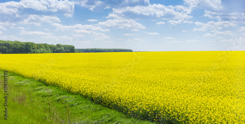 Tableau sur toile Panorama of the blooming rapeseed field
