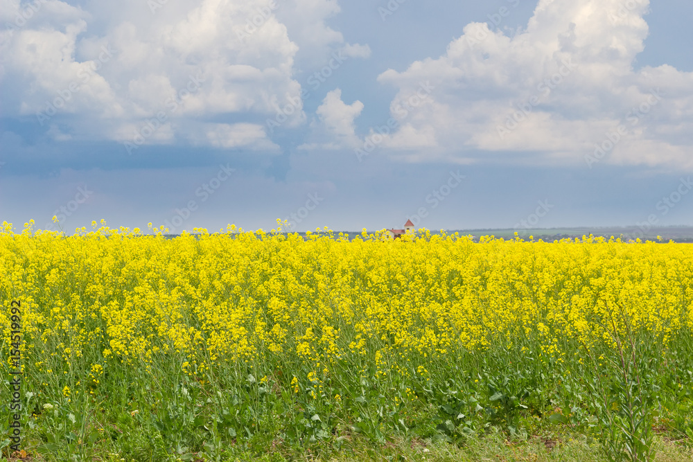 Blooming rapeseed on the field against the sky