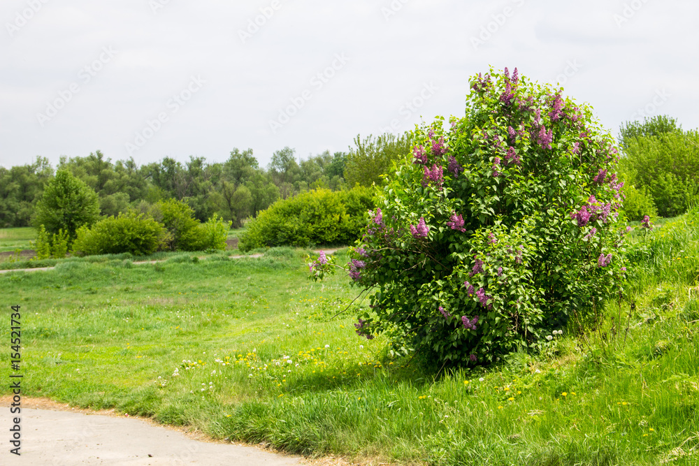 Obraz premium Blooming lilac bush in the garden