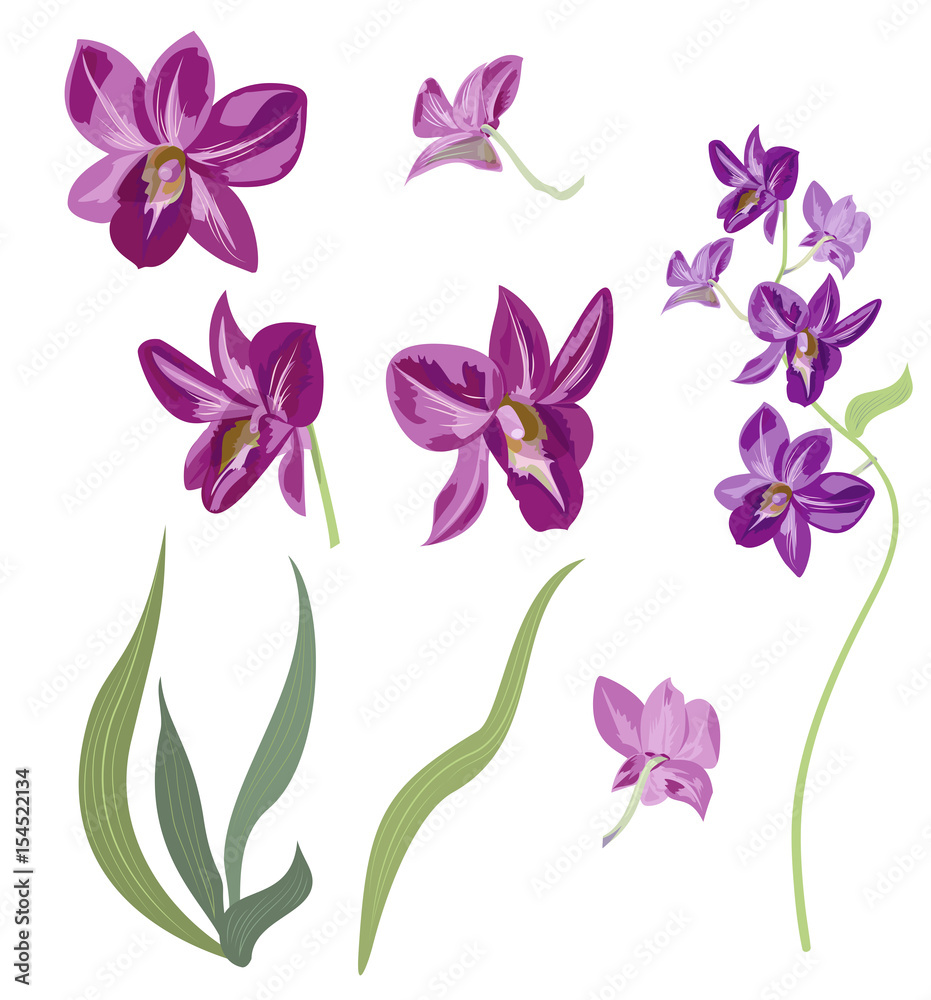 Set of Dendrobium phalaenopsis orchid, collection purple flowers, buds, green stem and leaves on white background, digital draw tropical plant, realistic vector botanical illustration for design