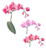 Set Phalaenopsis orchid, pink, red flowers with orange and fioletette dots, green stem and leaves on white background, digital draw tropical plant, realistic vector botanical illustration for design