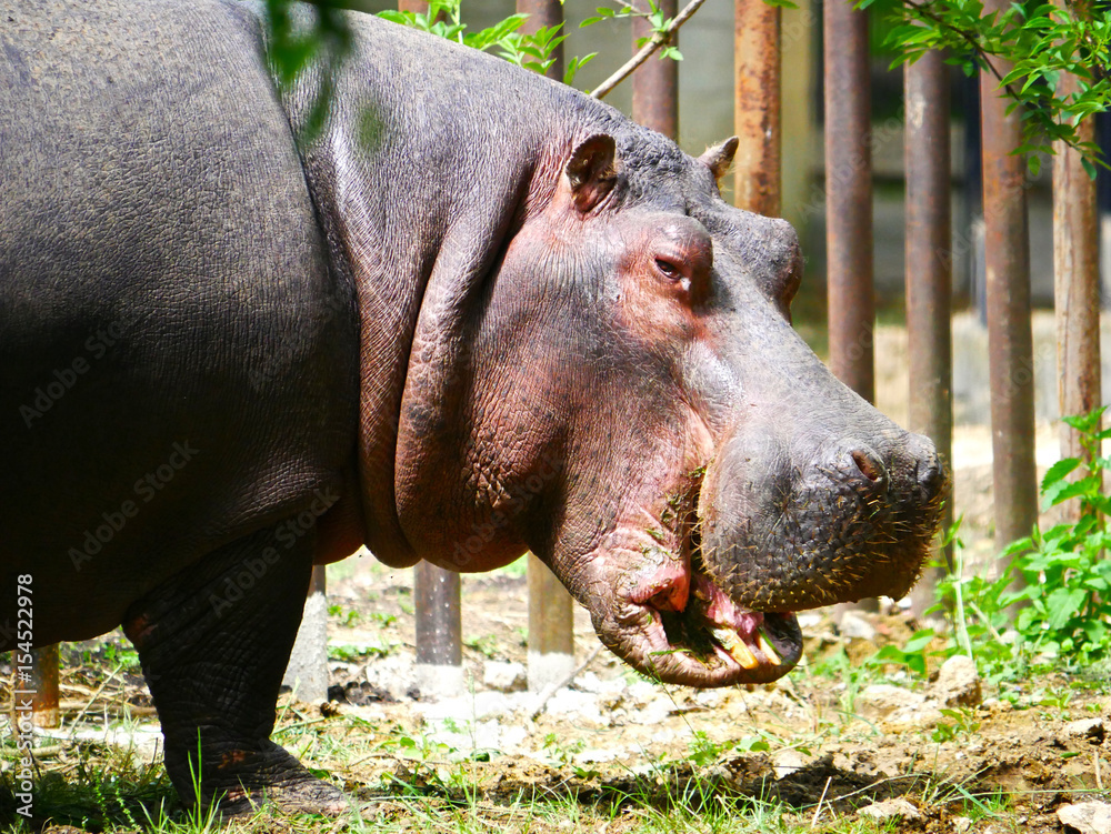 hippopotame hippopotame