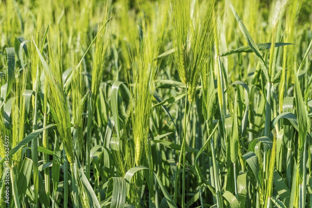 Beautiful green field with young wheat. Stock image. Beautiful green field with young wheat. Stock image.